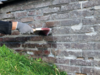AntiVochtBuitenmuren IMG 0360 CMYK